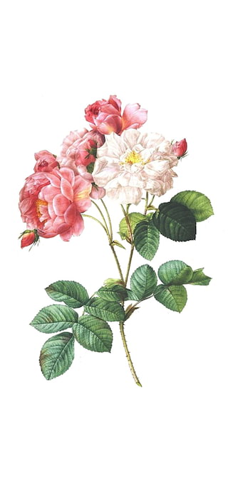 Abbildung von Blumen