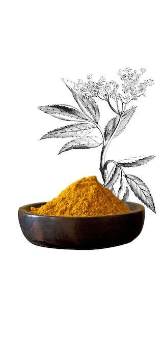 Illustration of a flower climbing from a pot of turmeric spice