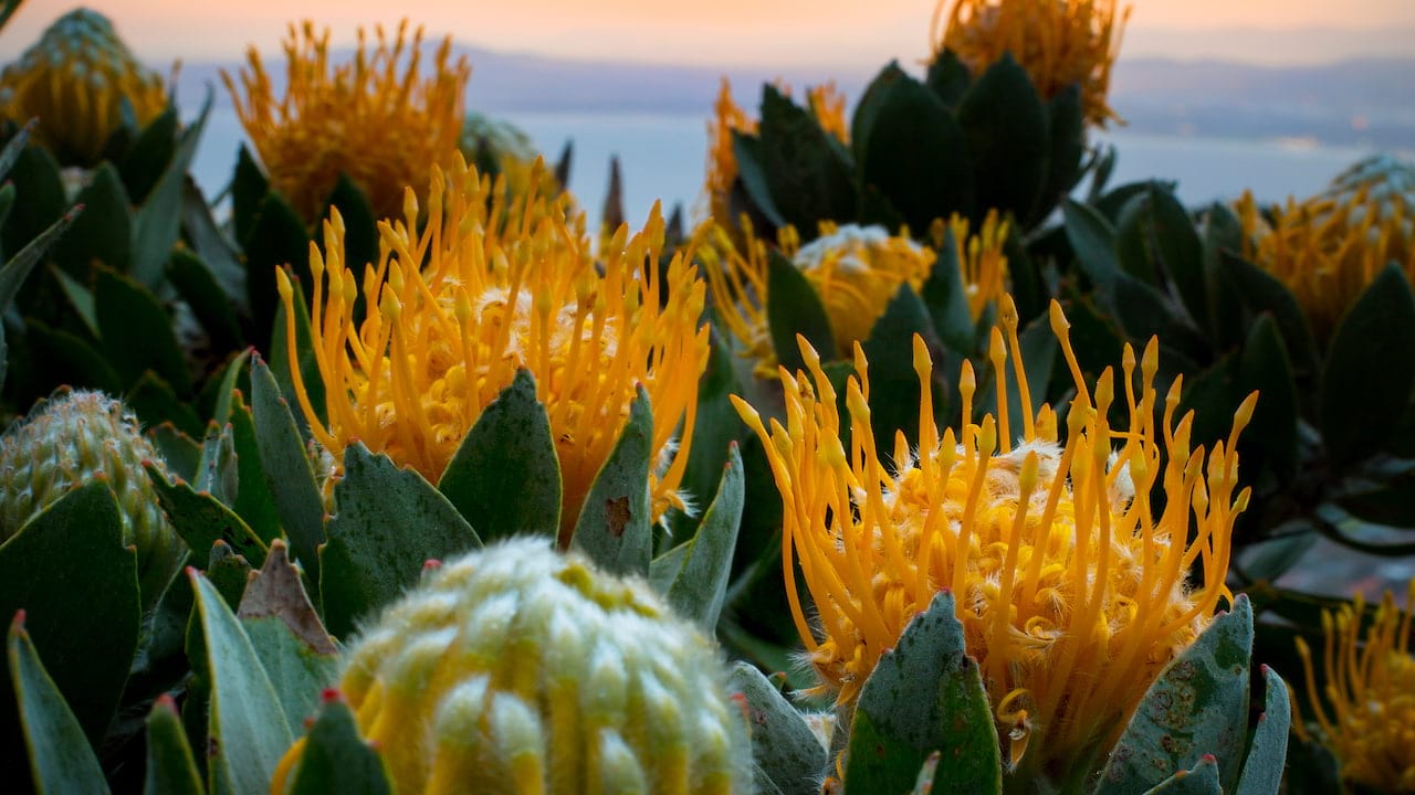 Flora close up at dawn in Cape Town, South Africa