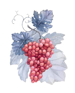 illustration of a bunch of grapes