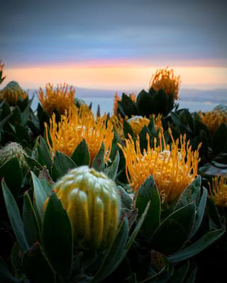 Flora close up at dawn in Cape Town, South Africa