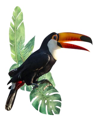 Illustration of a toucan 