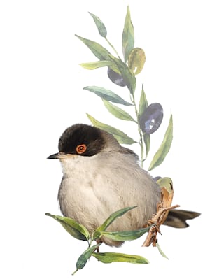 Illustration of a bird and an olive branch