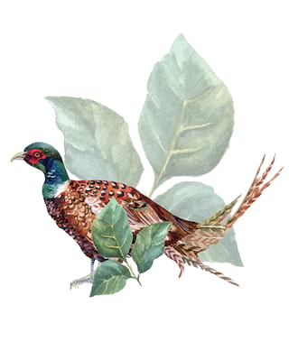 Illustration of a pheasant 