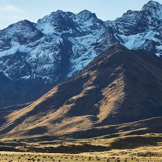 Camelids graze in the open plains of the Altiplano, dwarfed by the snowy ridges and peaks of the La Raya mountain ranges.