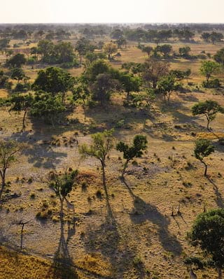 A Botswana Safari Trilogy