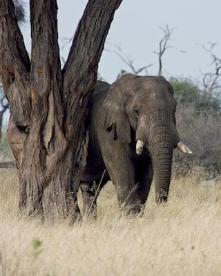Lone elephant leaning against a tree surrounded by tall grasses