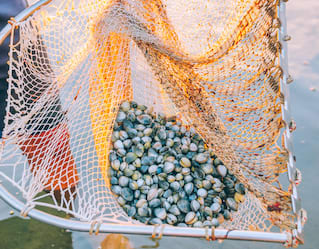 A fisherman stands in the sea with a large orange and white net full of small clams in different shades of cream and grey